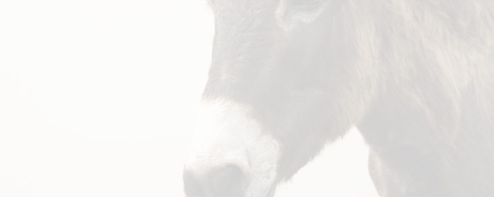 Beta-version Google Translate for Animals [video]