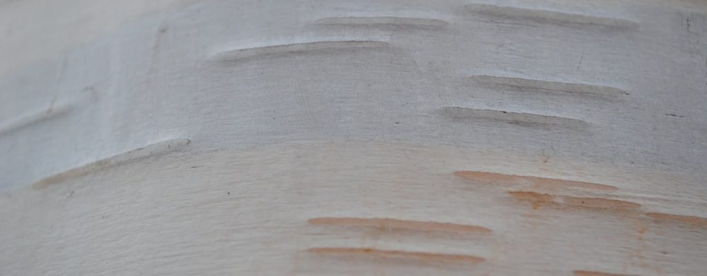 Pratende boom ( Talking Tree Project )