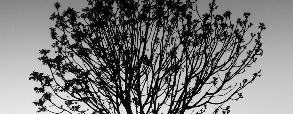 ‘The Fire of Life’ – een kort artikel van Richard Rorty over poezie